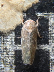 Allygidius atomarius