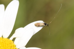Nemophora minimella