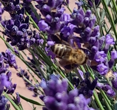 Apis mellifera