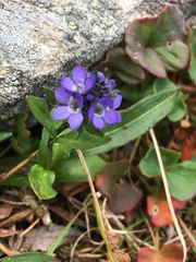 Veronica alpina