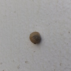 Helicoidea
