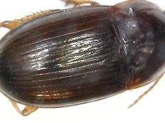 Amara praetermissa