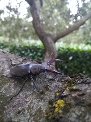 Lucanus cervus