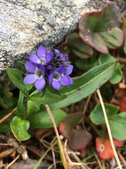 Veronica alpina