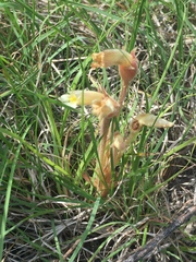 Aphyllon fasciculatum