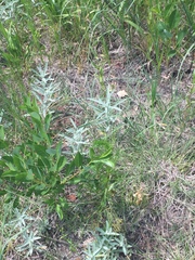 Aphyllon fasciculatum