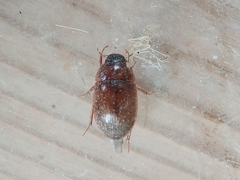 Cymbiodyta bifidus