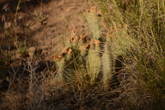 Opuntia trichophora