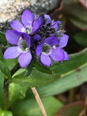 Veronica alpina