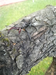 Lucanus cervus