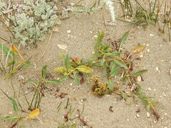 Rumex crassus