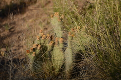 Opuntia trichophora