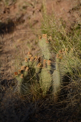 Opuntia trichophora