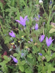 Campanula patula