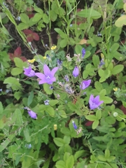 Campanula patula