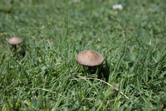 Panaeolus subbalteatus