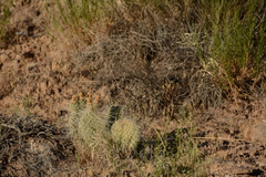 Opuntia trichophora