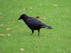 Corvus corone