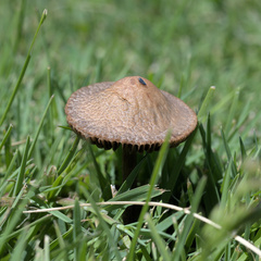 Panaeolus subbalteatus