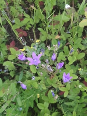 Campanula patula