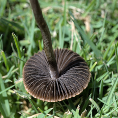 Panaeolus subbalteatus