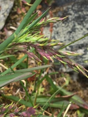 Poa alpina