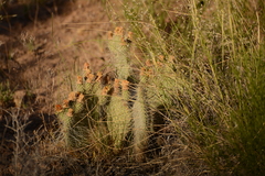 Opuntia trichophora