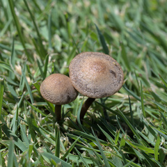 Panaeolus subbalteatus