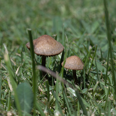 Panaeolus subbalteatus