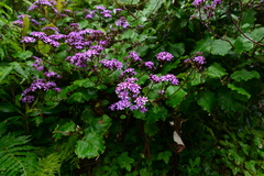 Pericallis aurita image