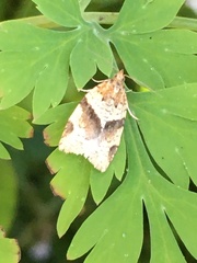 Argyrotaenia franciscana