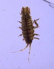 Synidotea laticauda