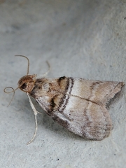 Pococera militella