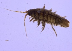 Synidotea laticauda