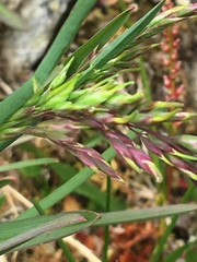 Poa alpina