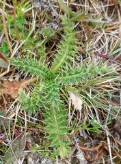 Cirsium acaule