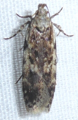 Chionodes obscurusella
