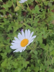 Leucanthemum vulgare