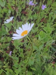 Leucanthemum vulgare