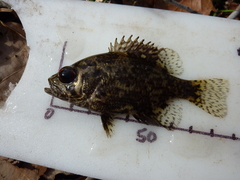 Ambloplites ariommus