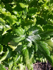 Senecio pseudoarnica