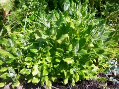 Senecio pseudoarnica