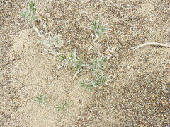 Lupinus tidestromii