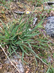 Poa alpina