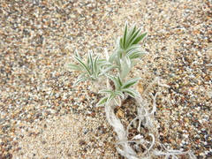 Lupinus tidestromii