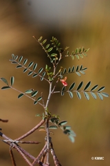 Indigofera tinctoria