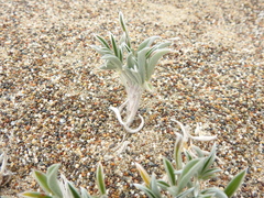 Lupinus tidestromii