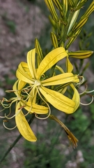 Asphodeline