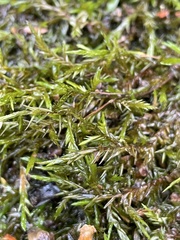 Fontinalis dalecarlica