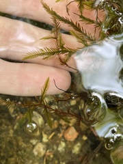 Fontinalis dalecarlica